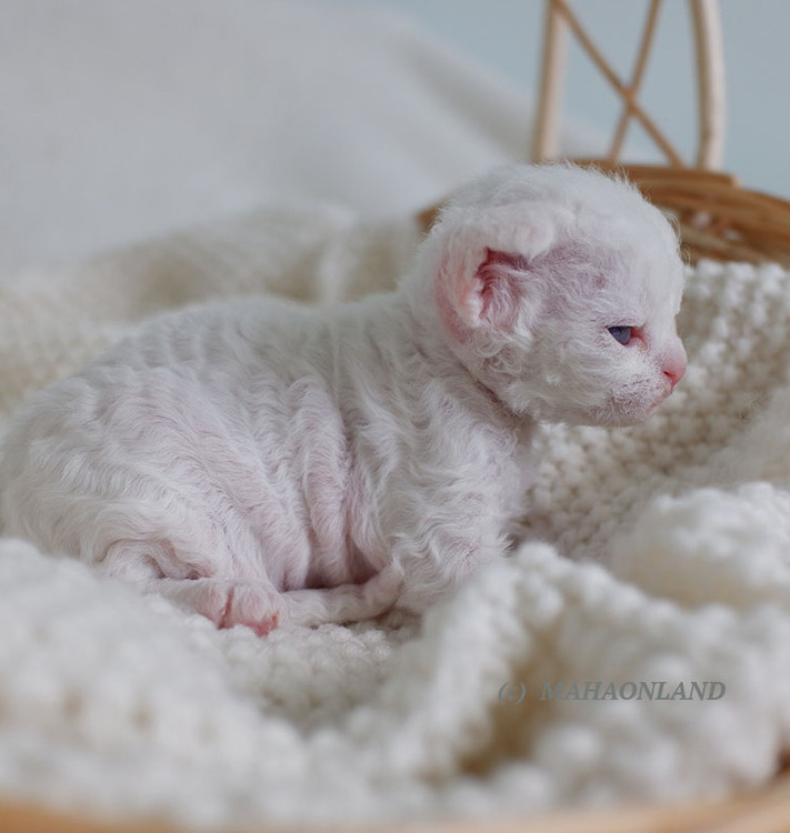 devon rex kittens