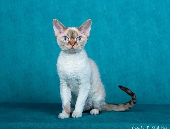 chocolate devon rex 