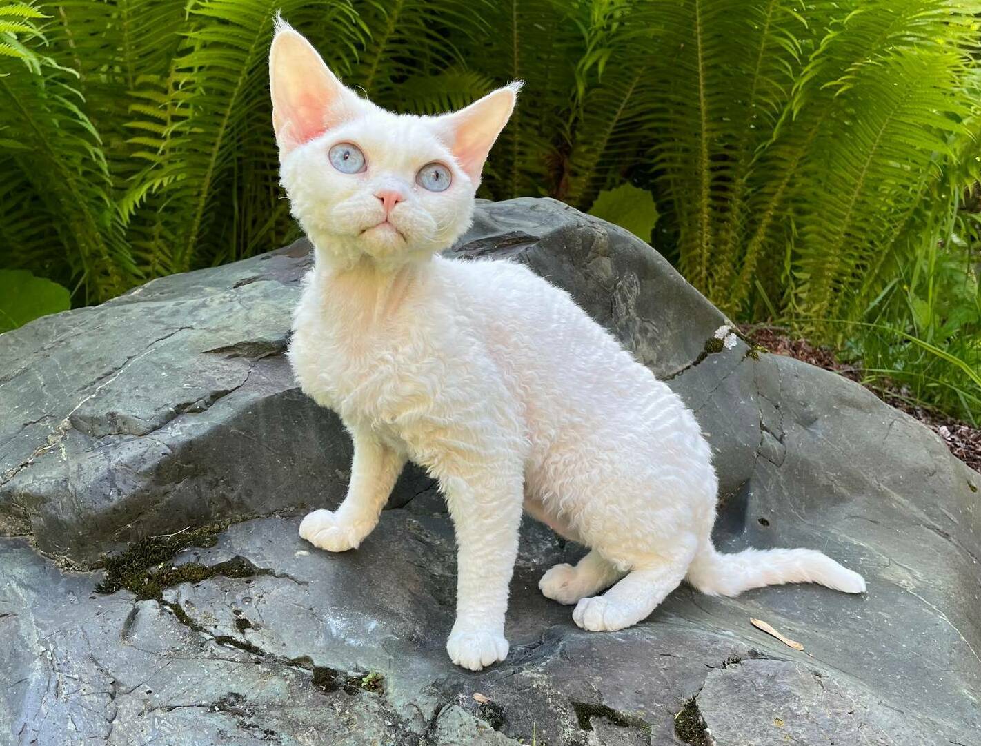 devon rex cat male