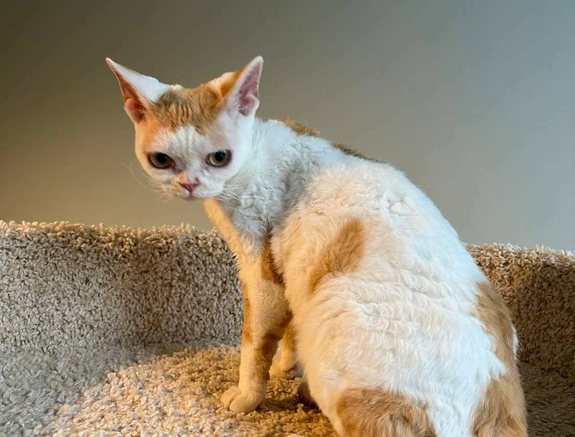 extreme type devon rex female