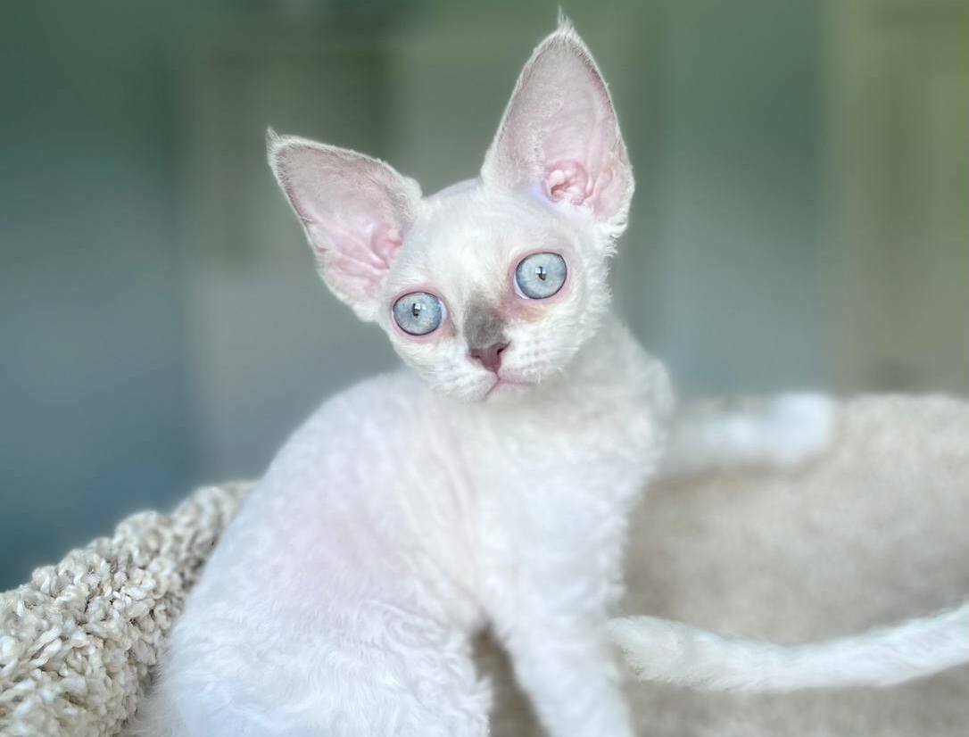 lilac with white devon rex kitten 