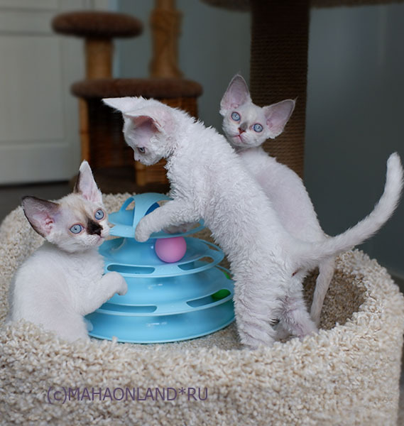 curly kittens