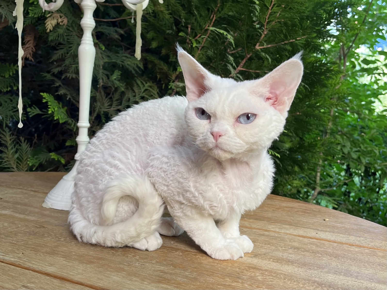 devon rex cattery